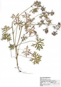 Cutleaf Geranium