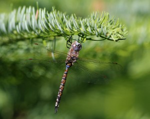 Blue-eyed Darner Dragonfly