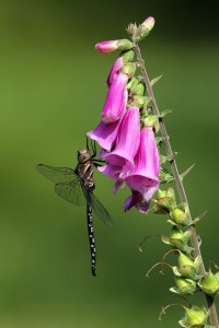 California Darner Dragonfly