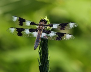 Eight-spotted Skimmer Dragonfly