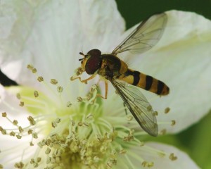 Flower Fly