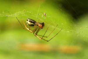 Filmy Dome Spider
