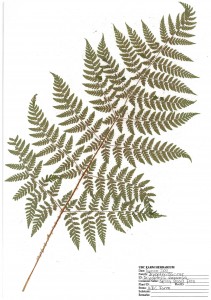 Spiny wood fern