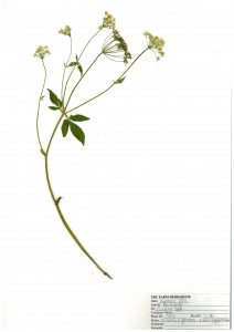 Water Hemlock